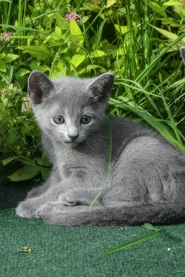 Nils | Russian Blue Kitten