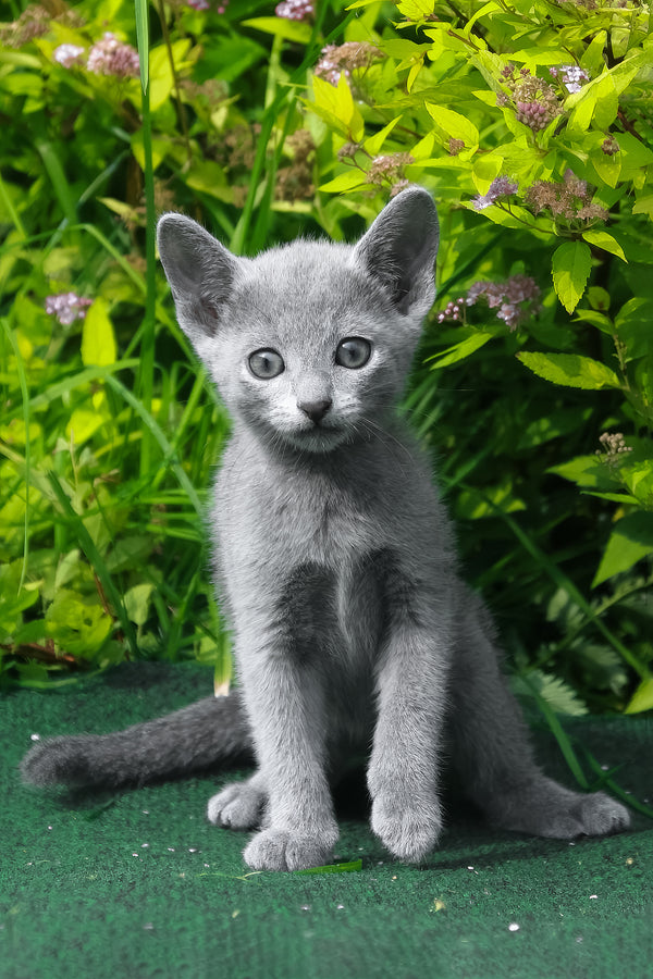 Nils | Russian Blue Kitten