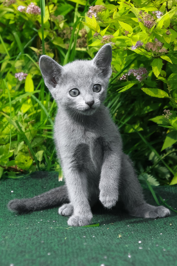 Nils | Russian Blue Kitten