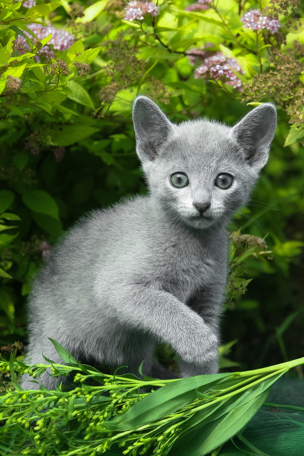 Nils | Russian Blue Kitten