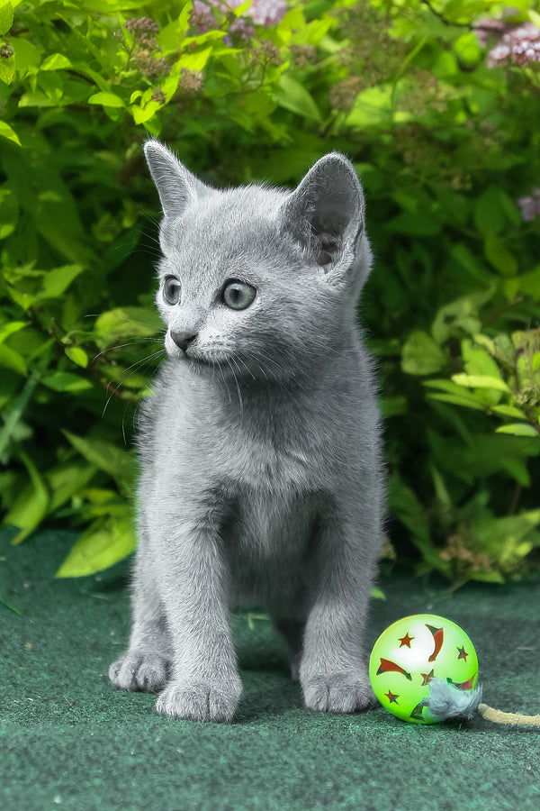 Nils | Russian Blue Kitten