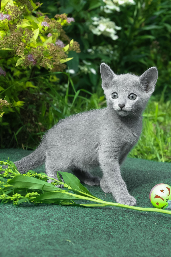 Nils | Russian Blue Kitten