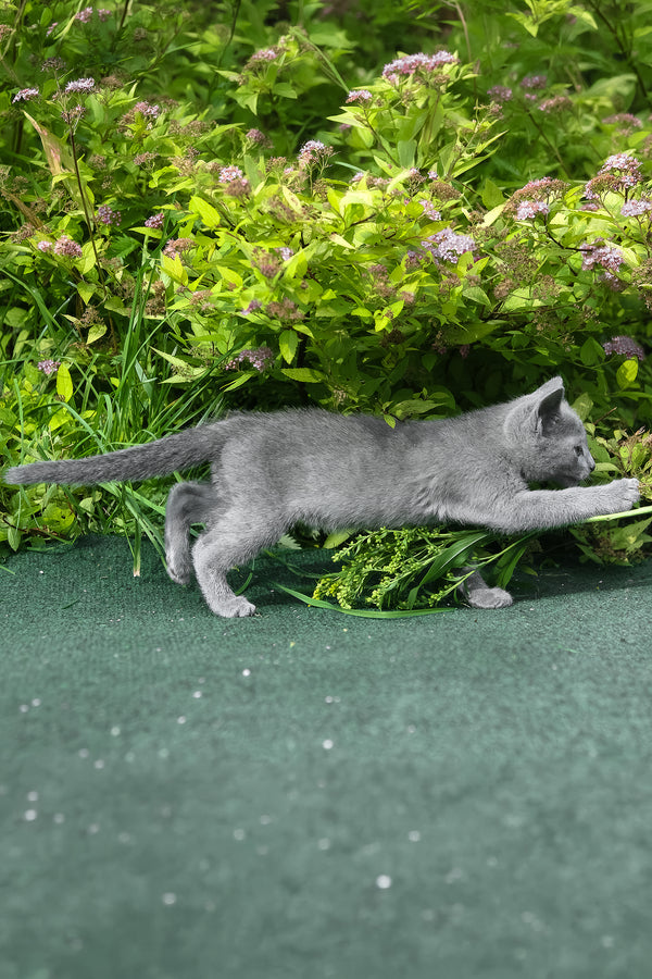 Nils | Russian Blue Kitten