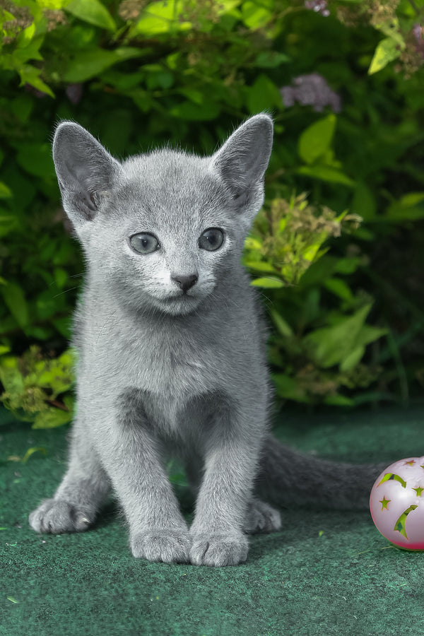 Nils | Russian Blue Kitten