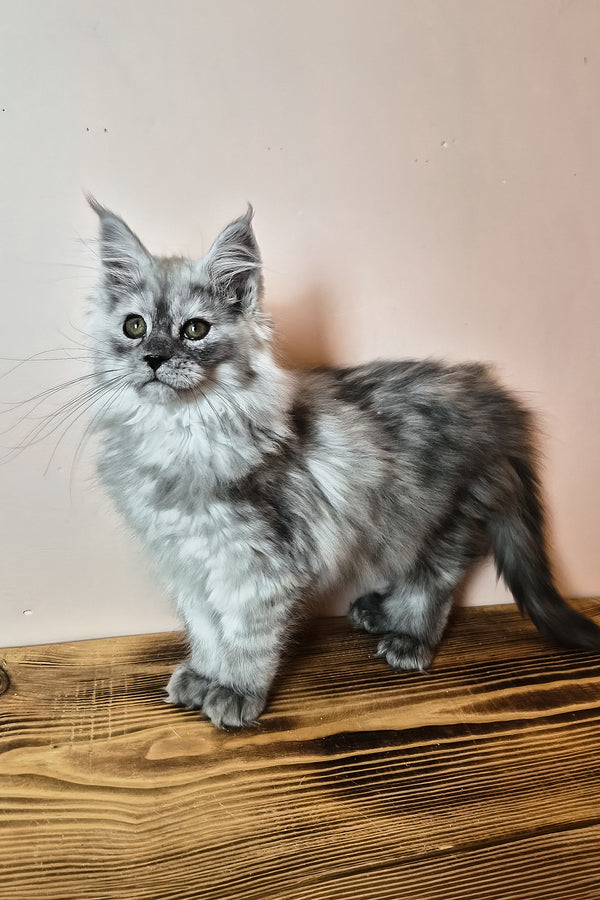 Novella | Maine Coon Kitten