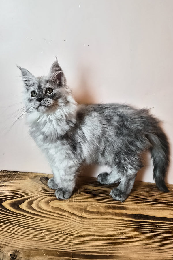 Novella | Maine Coon Kitten