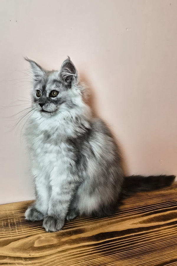 Novella | Maine Coon Kitten