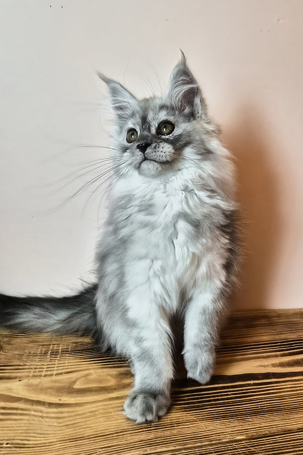 Novella | Maine Coon Kitten
