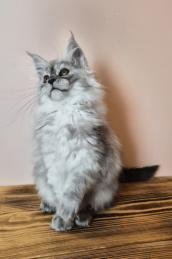 Novella | Maine Coon Kitten