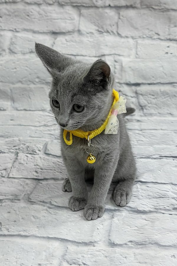 Onix | Russian Blue Kitten