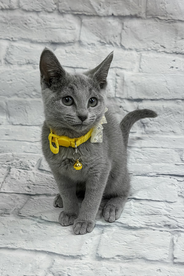 Onix | Russian Blue Kitten