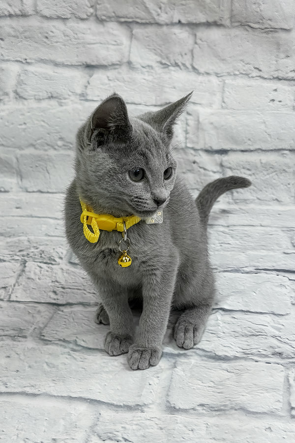 Onix | Russian Blue Kitten