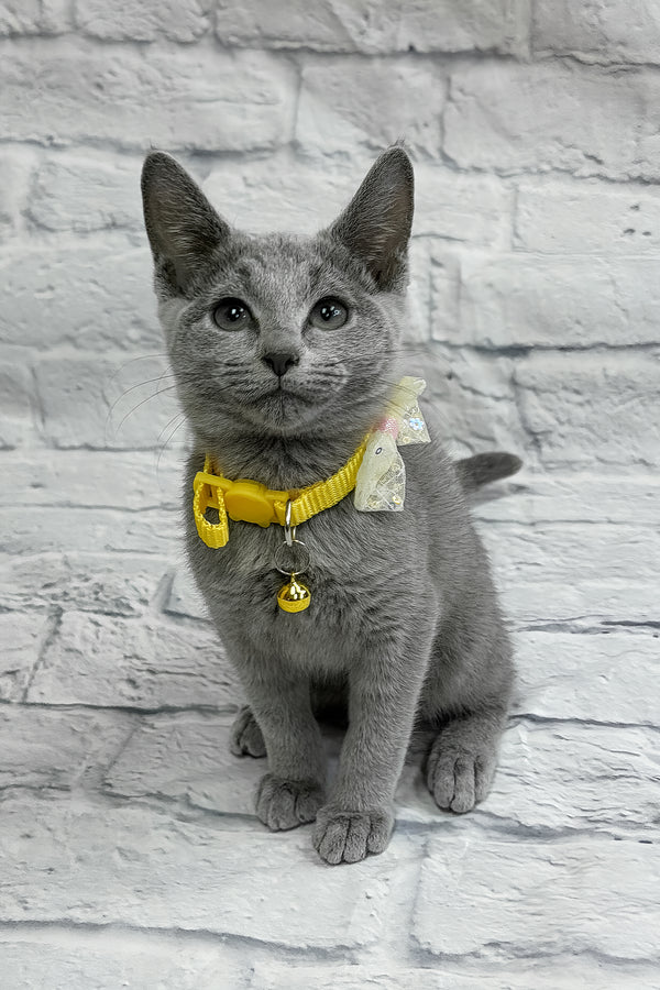 Onix | Russian Blue Kitten