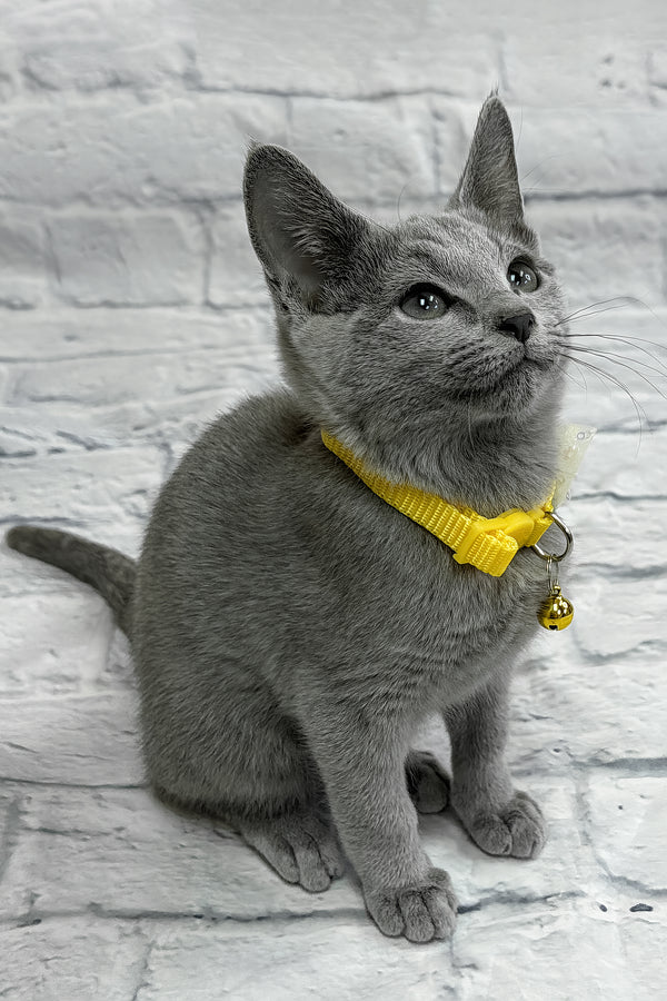 Onix | Russian Blue Kitten