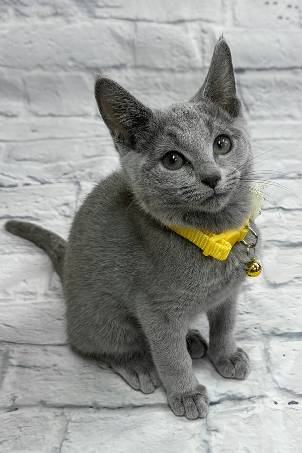 Onix | Russian Blue Kitten