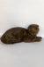 Prince | Scottish Fold Kitten
