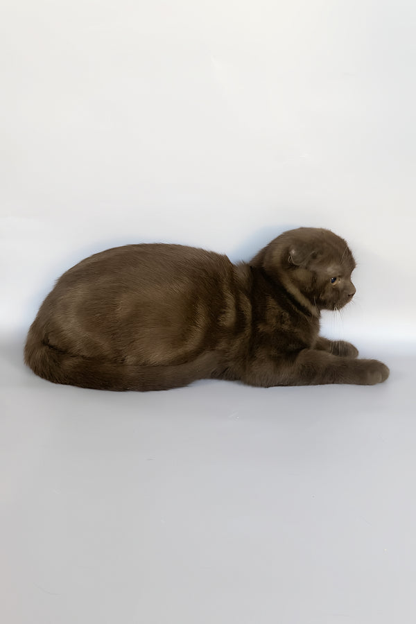 Prince | Scottish Fold Kitten