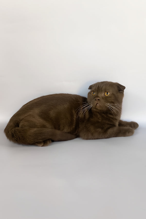 Prince | Scottish Fold Kitten