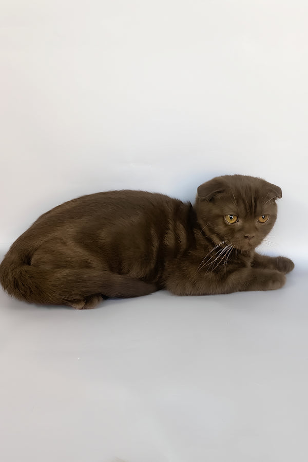 Prince | Scottish Fold Kitten