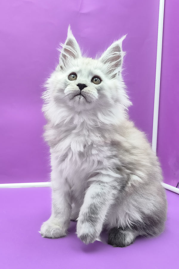 Quichie | Maine Coon Kitten
