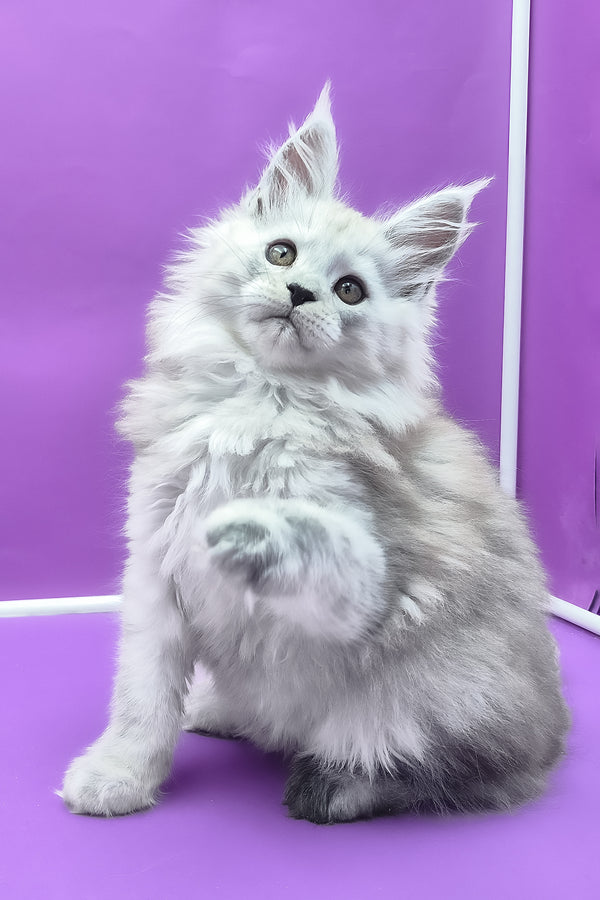 Quichie | Maine Coon Kitten