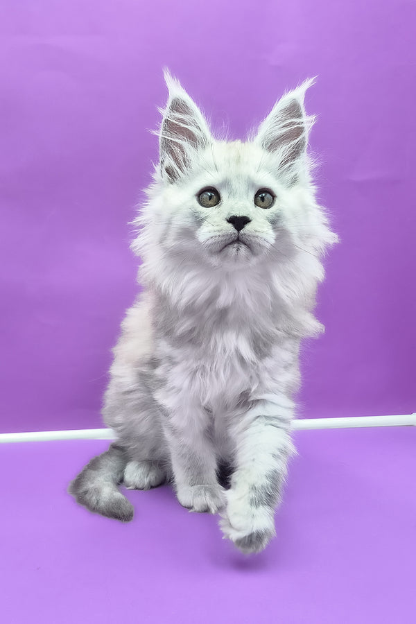 Quichie | Maine Coon Kitten