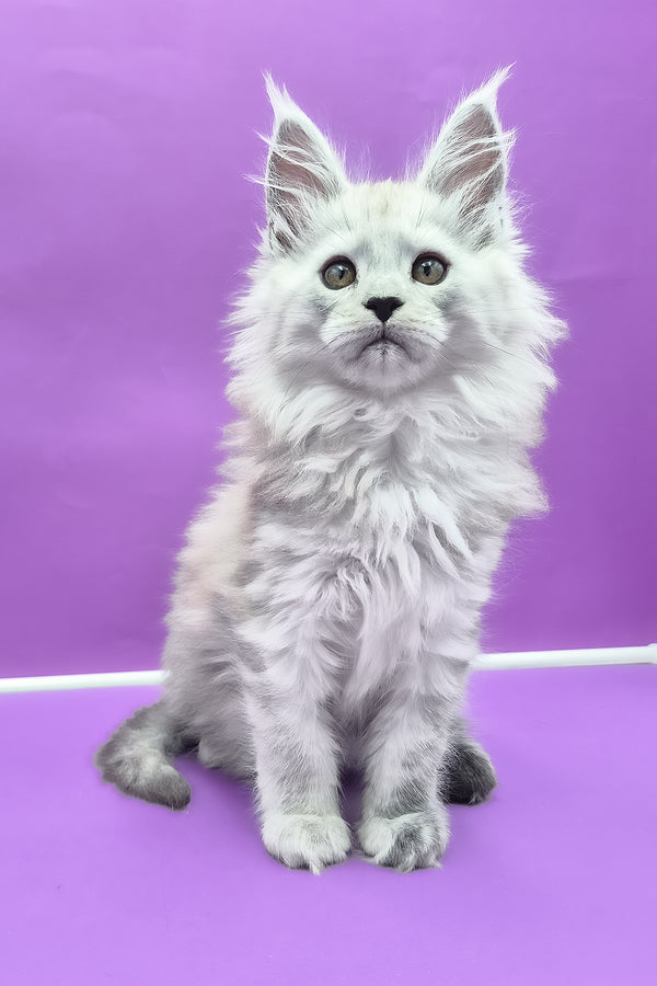 Quichie | Maine Coon Kitten