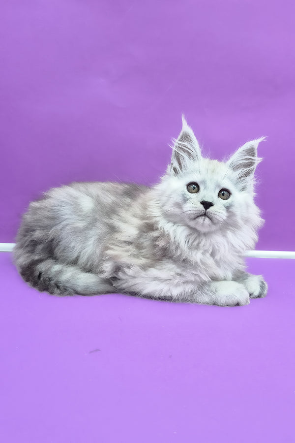 Quichie | Maine Coon Kitten