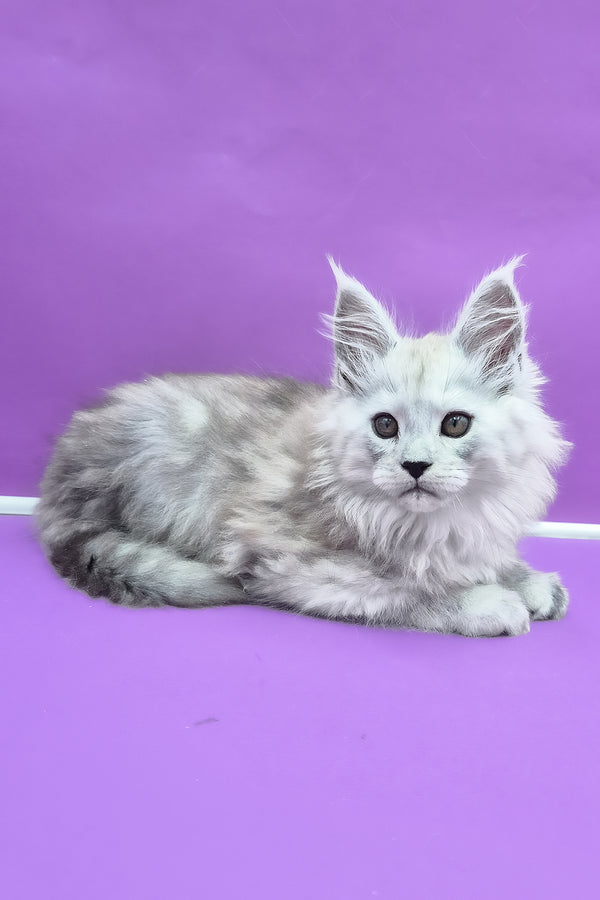 Quichie | Maine Coon Kitten