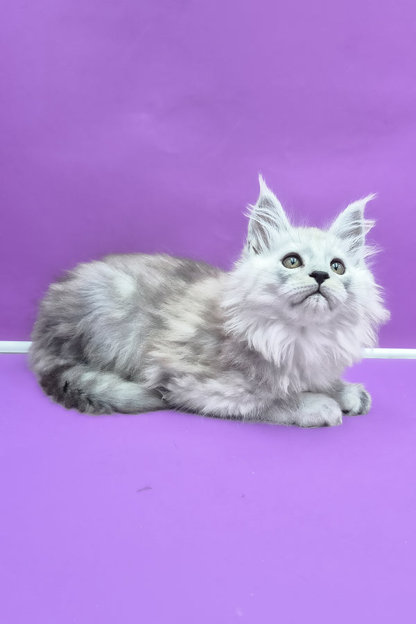 Quichie | Maine Coon Kitten