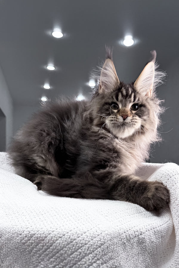 Sandro | Maine Coon Kitten