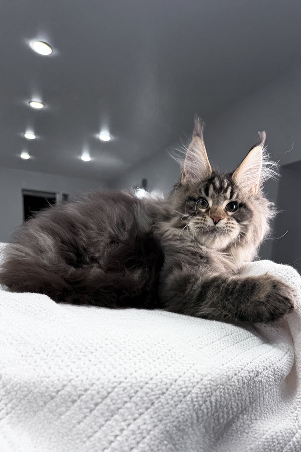 Sandro | Maine Coon Kitten
