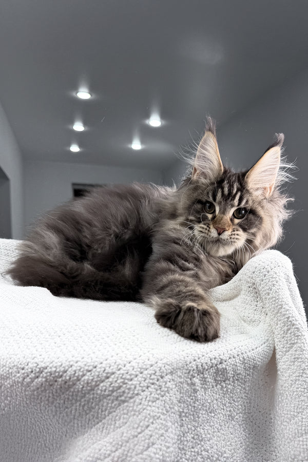 Sandro | Maine Coon Kitten