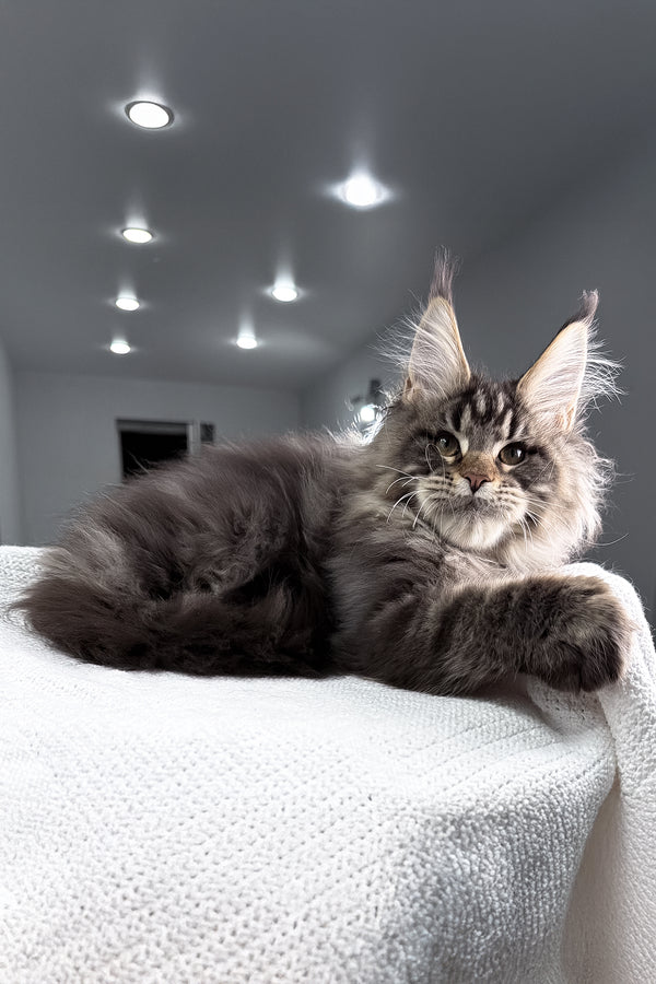 Sandro | Maine Coon Kitten