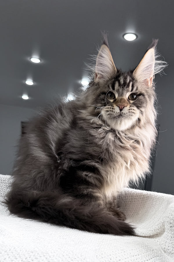 Sandro | Maine Coon Kitten
