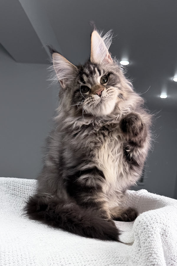 Sandro | Maine Coon Kitten