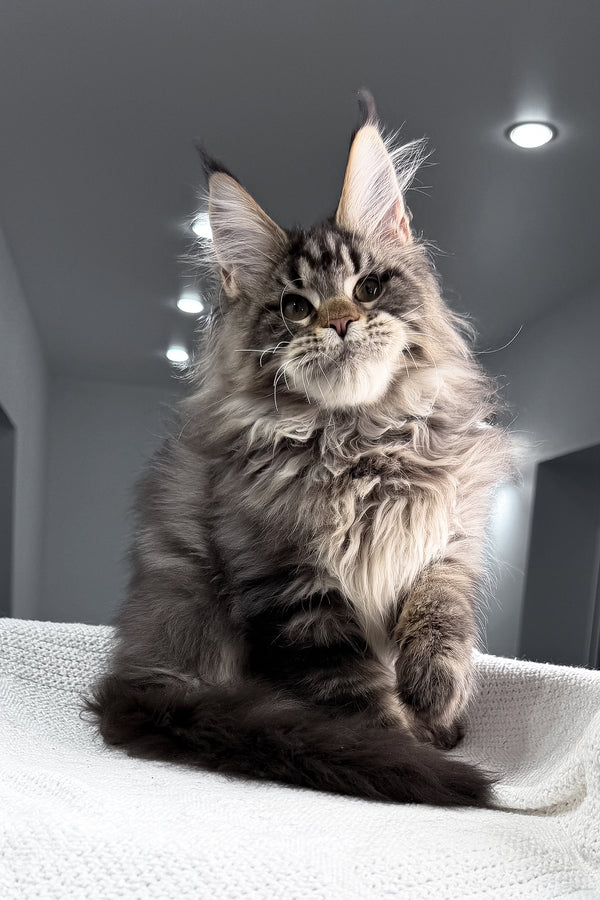 Sandro | Maine Coon Kitten