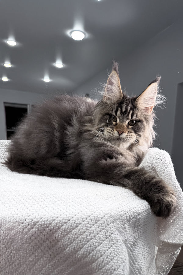 Sandro | Maine Coon Kitten