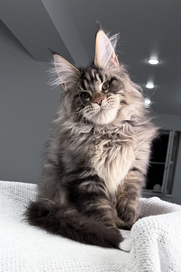 Sandro | Maine Coon Kitten