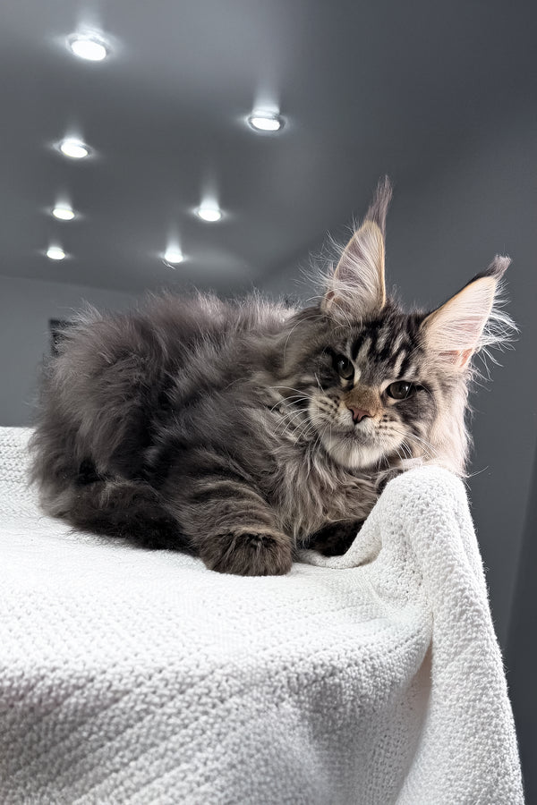Sandro | Maine Coon Kitten