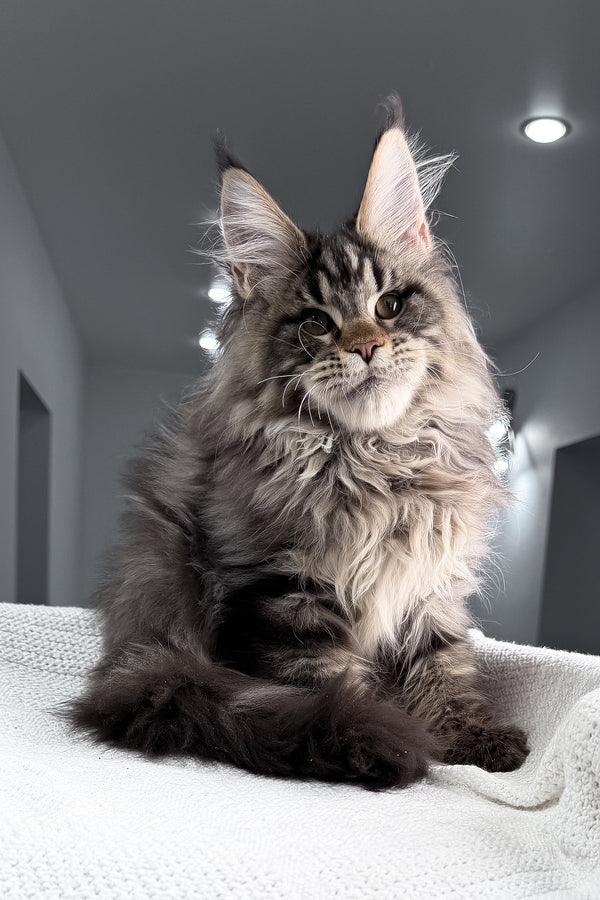 Sandro | Maine Coon Kitten