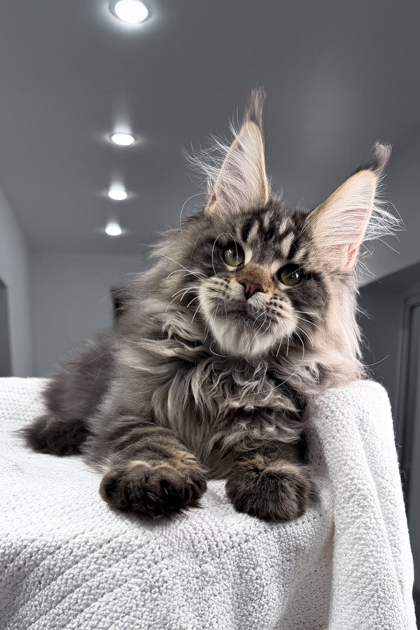 Sandro | Maine Coon Kitten