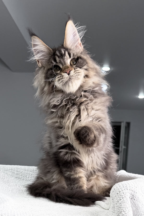 Sandro | Maine Coon Kitten