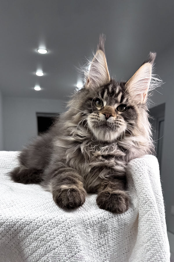Sandro | Maine Coon Kitten