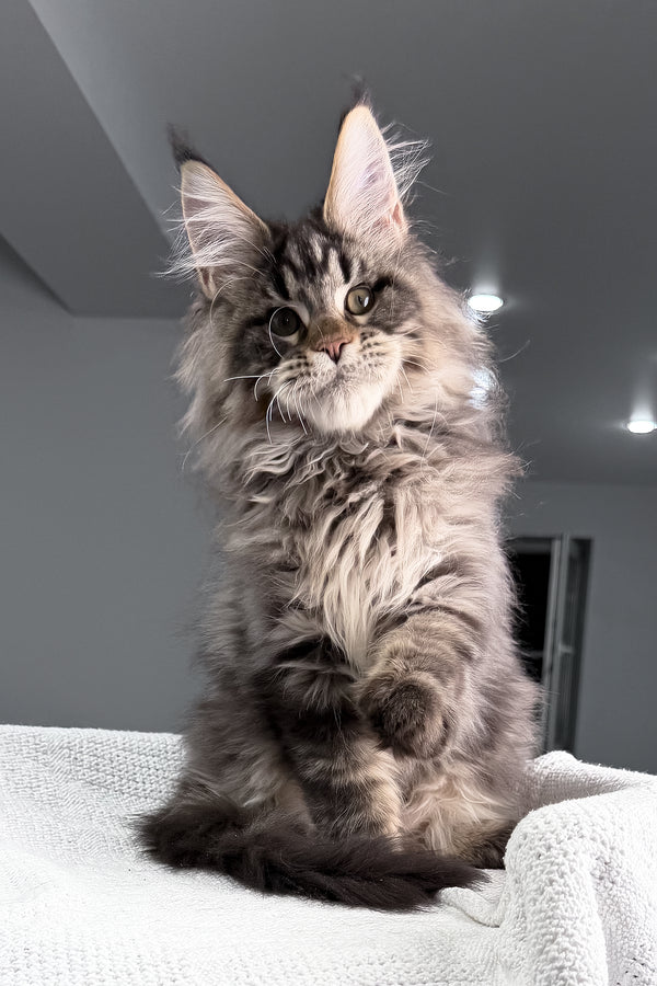 Sandro | Maine Coon Kitten