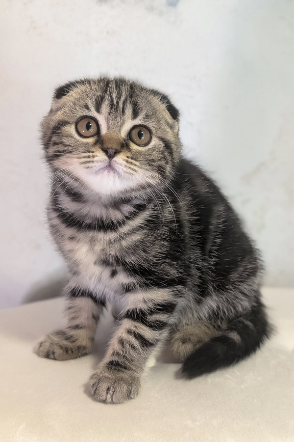 Senorita | Scottish Fold Kitten