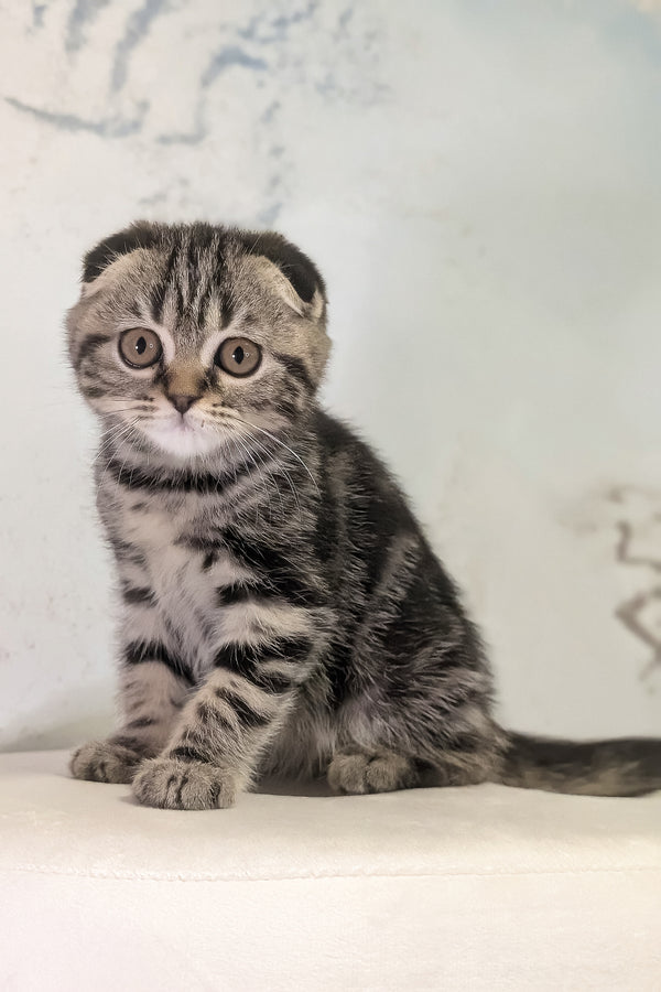 Senorita | Scottish Fold Kitten