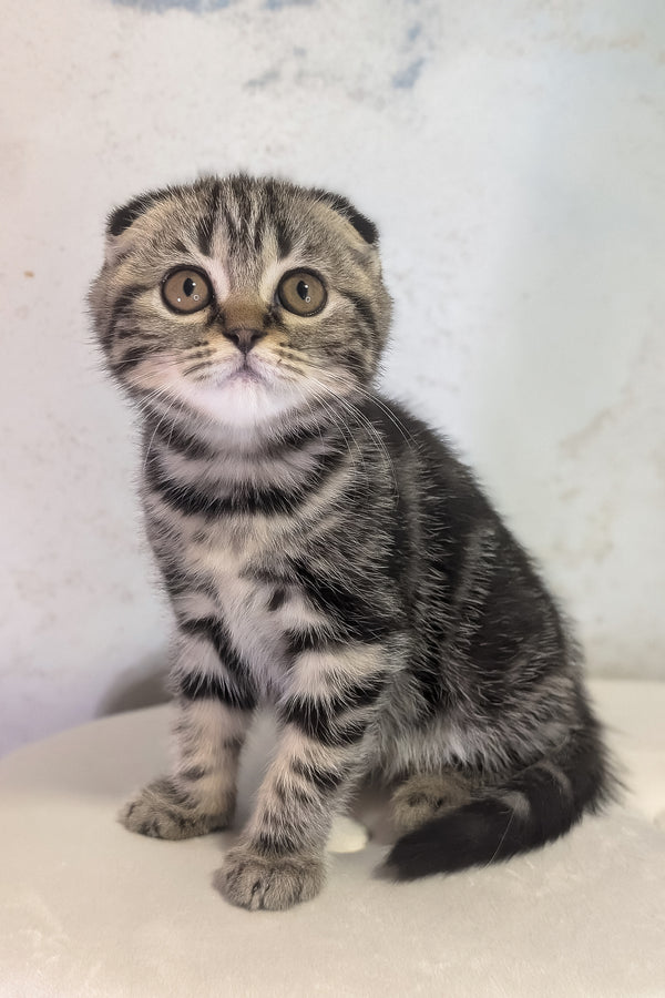 Senorita | Scottish Fold Kitten