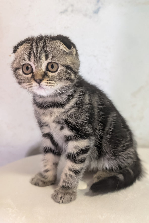 Senorita | Scottish Fold Kitten