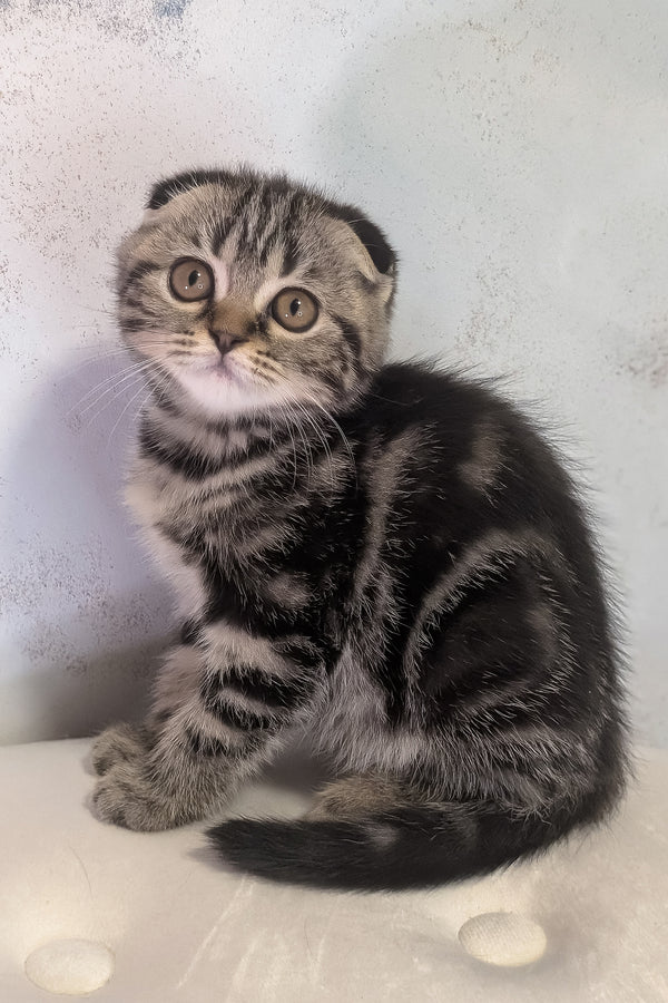 Senorita | Scottish Fold Kitten